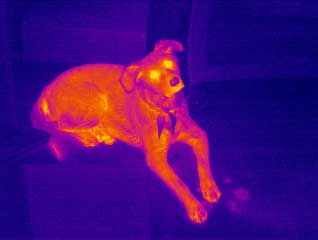 A thermal image of a dog from the Prism DS Infrared Camera