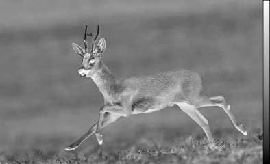 Thermal image of a deer