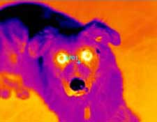 A thermal image of a dog taken with the RAZ-IR NANO HT industrial thermal camera