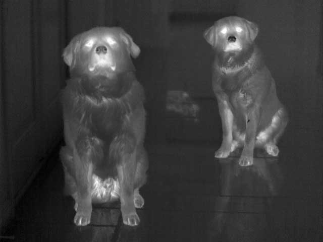 A picture of dogs taken with the PM 640 Infrared Camera