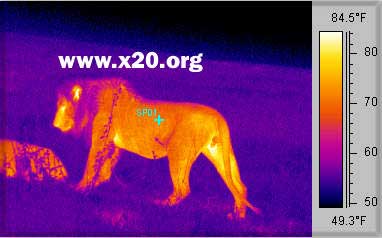 A thermal image of a lion