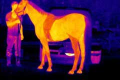 Equine veterinary thermal iamging