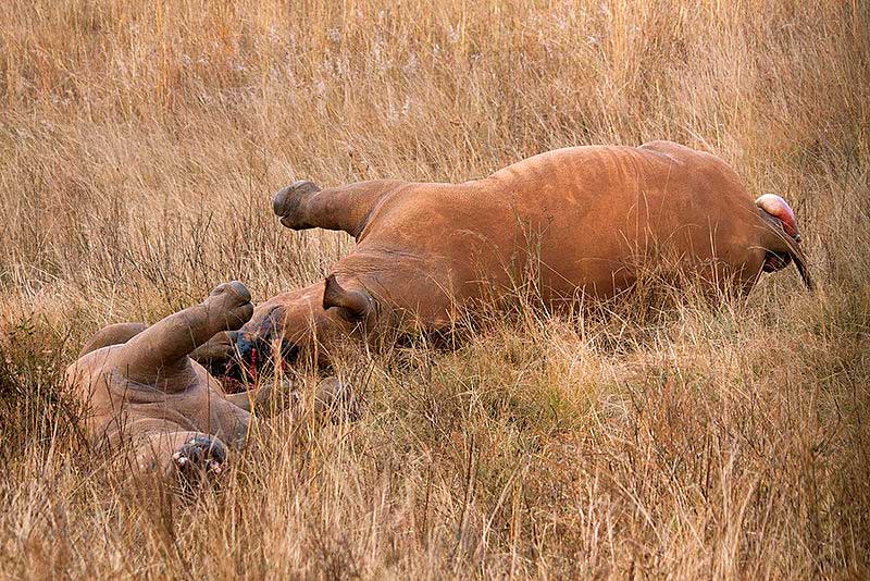 Two rhinos lay dead after poachers shot them for their horns