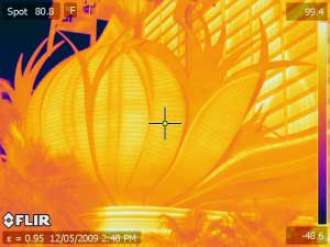 Infrared image of the Flamingo taken with a FLIR PM 640 thermal imaging camera