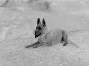 thermal image of a German Shepherd dog