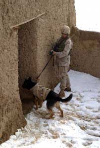 25th ID - canines with infrared cameras &amp; night vision technology to improve battlefield operations